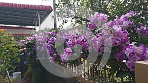 Footage of the pinky white garlicvine flower garden.