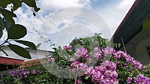 Footage of the pinky white garlicvine flower garden.