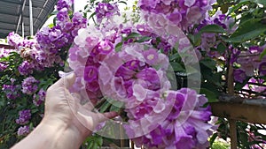 Footage of the pinky white garlicvine flower garden.