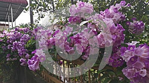 Footage of the pinky white garlicvine flower garden.