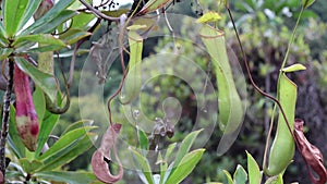 Footage of the Pitcher Plant or Nepenthes Alata