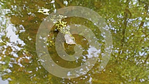 Footage of a pointed mud snail in the water of a garden pond, Germany