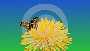 Footage of realistic flower of dandelion in grass and butterfly flying in the sky.