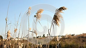 Footage of reed waving and swaying in the field on a sunny day, silhouettes against blue sky, tranquility