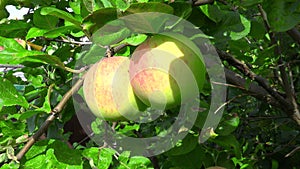 Footage of ripen apples hanging on the tree in sunny day