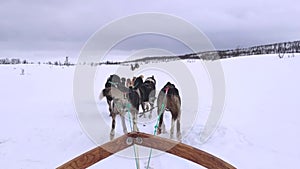 Footage six of husky sled dogs or dog sleigh running across widerness white snow, winter sports, adventure activity, Lofoten