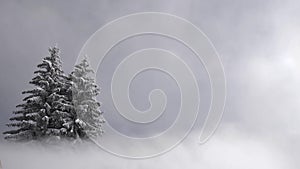 Footage of a snow blower blowing snow and mist in front of 2 isolated snow covered pine trees.