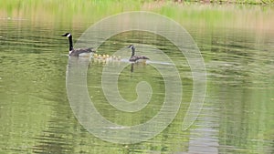 footage of two canadian geese swimming across the rippling waters of a lake with several yellow goslings in Marietta Georgia