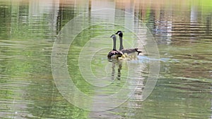 footage of two canadian geese swimming across the rippling waters of a lake with several yellow goslings in Marietta Georgia