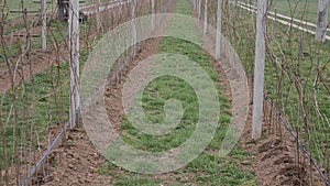 Footage of two rows of the irrigation of raspberries used on an organic farm-a farm is saving water with the drop by drop system