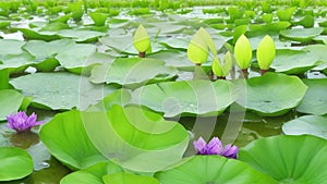 Footage of water hyacinth plant in nature.