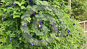 Footage of wild blue clitoria ternatea flower