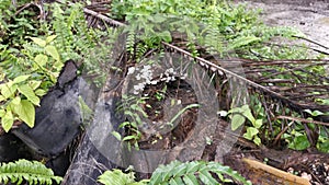 Footage of wild greenery plants sprouting from the decompose tree trunk