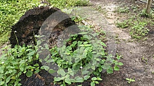 Footage of wild greenery plants sprouting from the decompose tree trunk