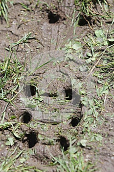 Football boot mud trace photo