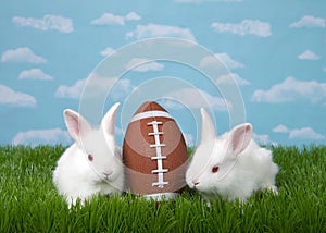 Football bunnies in backyard grass