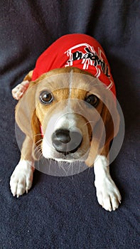 Football Fan Beagle Nebraska Huskers