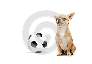 Football fan. Portrait of cute little golden color chihuahua isolated on white studio background. Concept of animal life