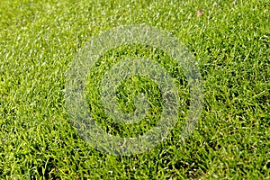 Football lawn - Soccer closeup detail wallpaper texture