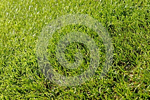 Football lawn - Soccer closeup detail wallpaper texture