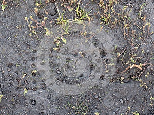 Footballer spiky shoes footmark in sports court