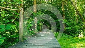 Footbridge `Bison`s ribs` Å»ebra Å»ubra in BiaÅ‚owieÅ¼a Primeval Forest.