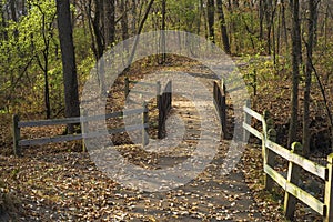 Footbridge through the forest