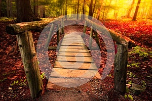 Footbridge through forest photo