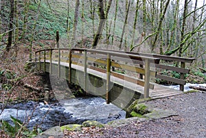 Footbridge in the forest