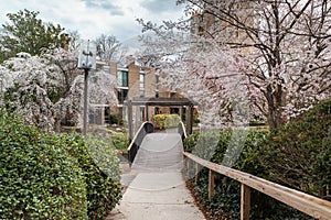 Footbridge Framed by Blooming Cherry Trees Reston VA Lifestyle