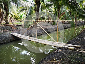Footbridge made from bamboo in Coconut Garden