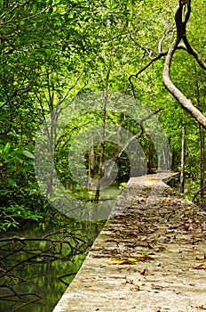 Footbridge at mangrove forest.