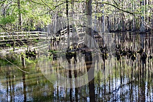 Footbridge over a Cypress Swamp in South Carolina, USA