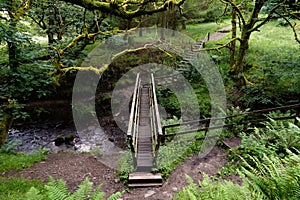 Footbridge over hillside stream.