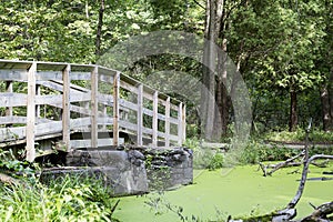 Footbridge Over a Woodland Pond