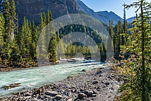 A footbridge over the Yoho River flows through the forest in a sunny summer day. Yoho National Park, Canadian Rockies.