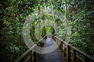 Footbridge in a rainforest, Sandakan, Borneo, Malaysia