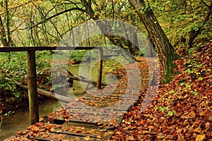 Footbridge in the woods