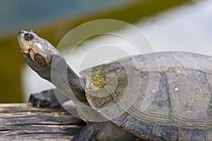 Footed tortoise in the Bolivian jungle in Rurrenabaque, Bolivia photo