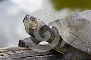 Footed tortoise in the Bolivian jungle in Rurrenabaque, Bolivia photo