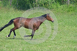 Footfall sequence, galloping mare, 1-5
