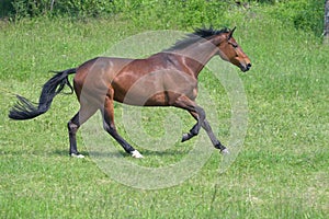 Footfall sequence, galloping mare, 3-5