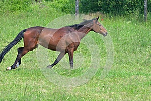 Footfall sequence, galloping mare, 5-5