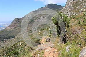 Footh path in table mountain national park nature outdoors cape town africa travel