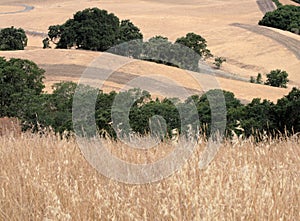 Foothills firebreaks