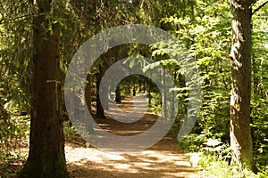 foothpath through the forest nature landscape background