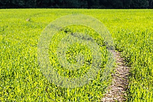 Foothpath through green meadow - summer texture