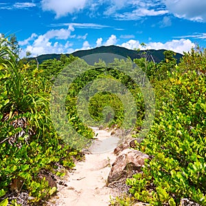 Foothpath in tropical nature