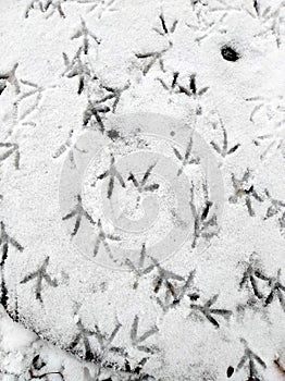 Footmarks of birds on the snow