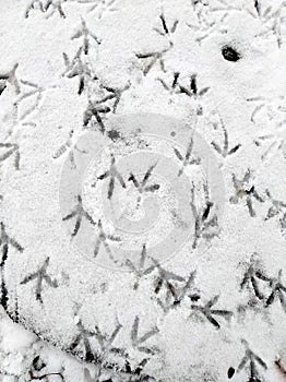 Footmarks of birds on the snow photo